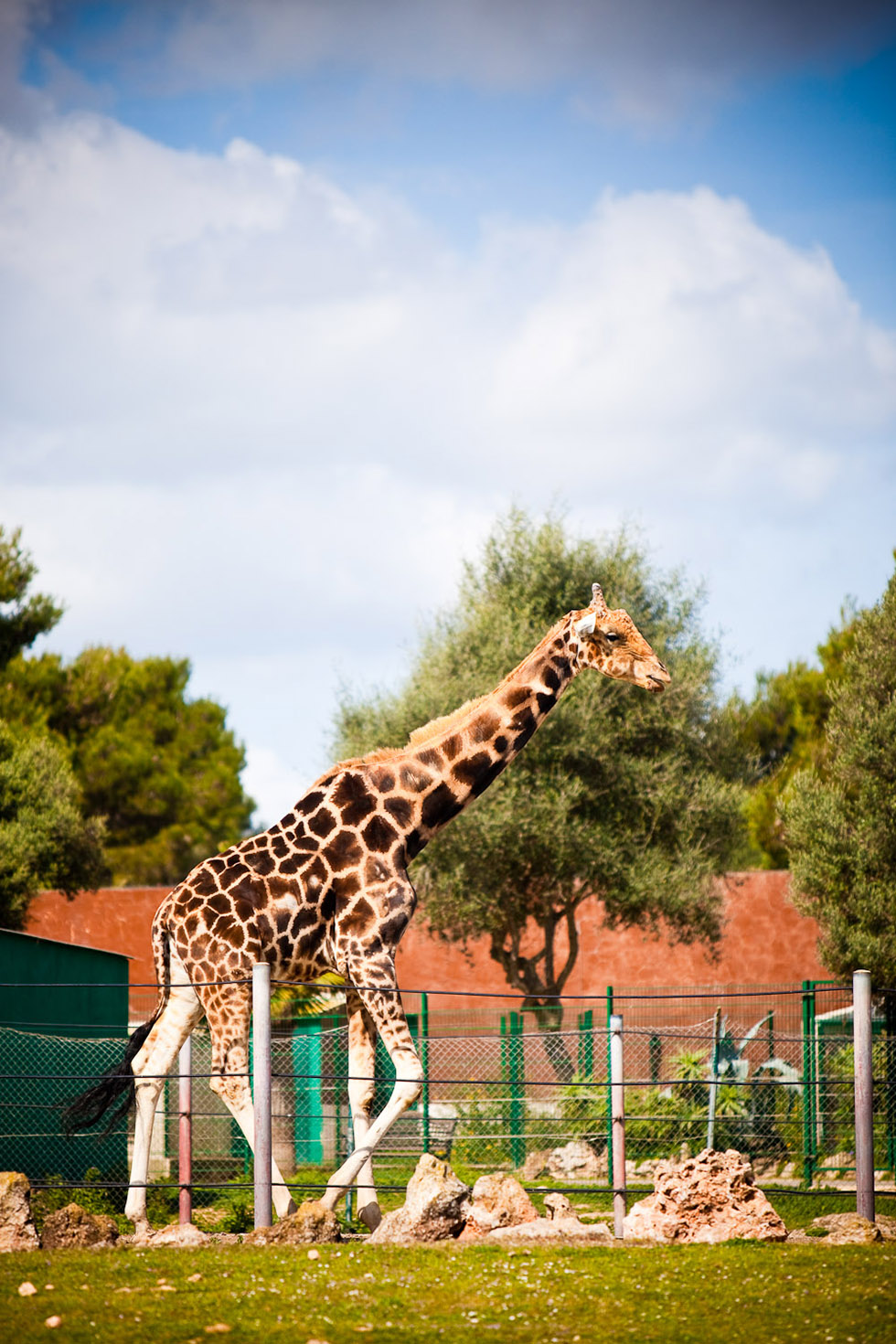 horario safari zoo mallorca