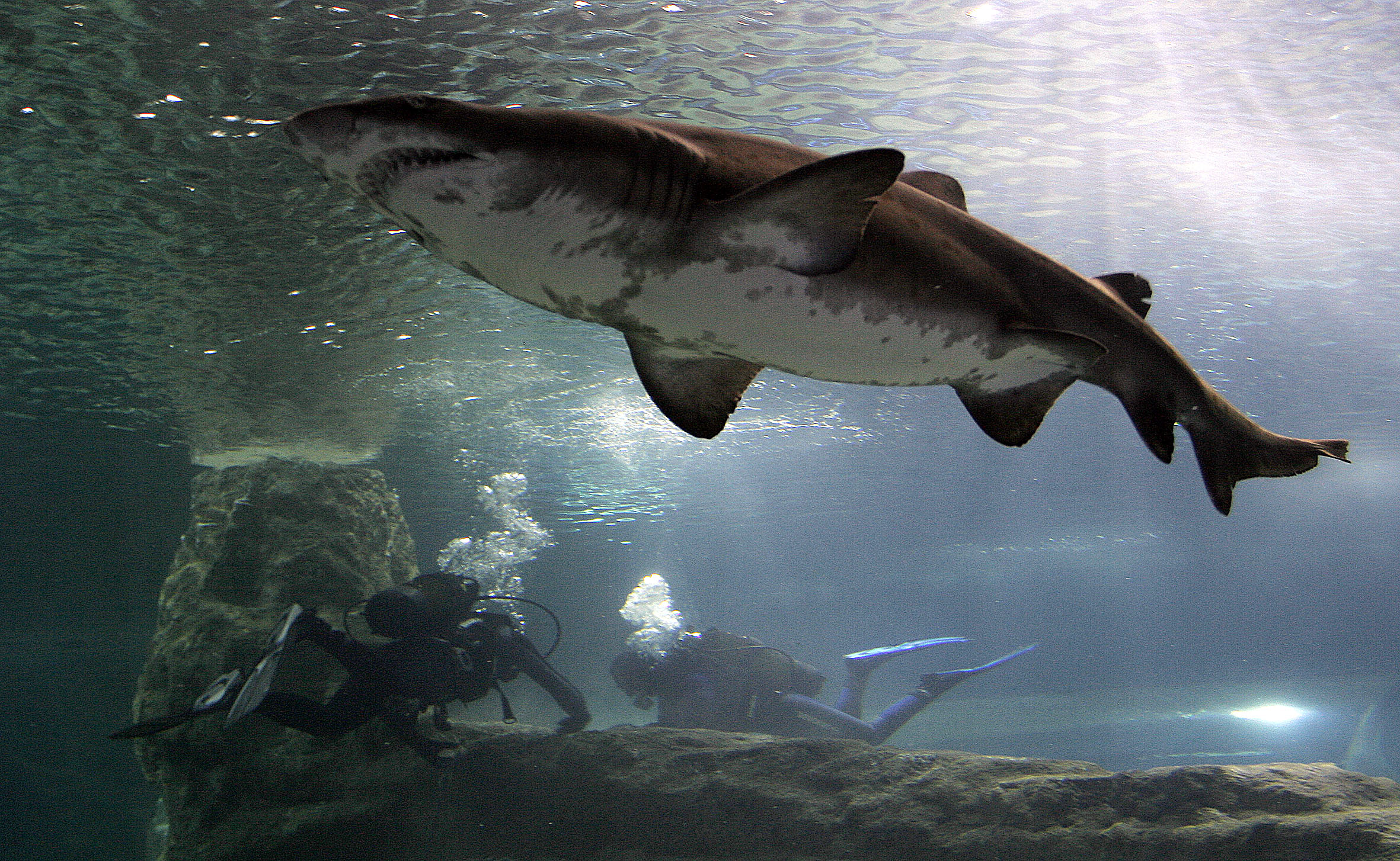 Entradas Aquarium Costa de Almería en Roquetas de Mar Taquilla